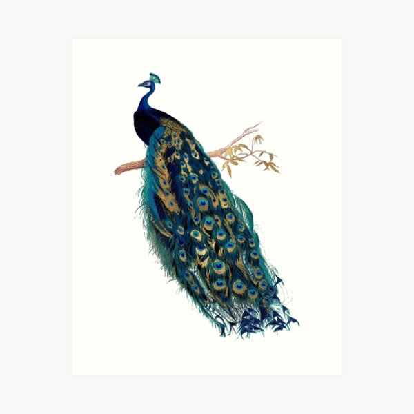 Peacock Magic Canvas Print / Canvas Art by Jane Small - Fine Art