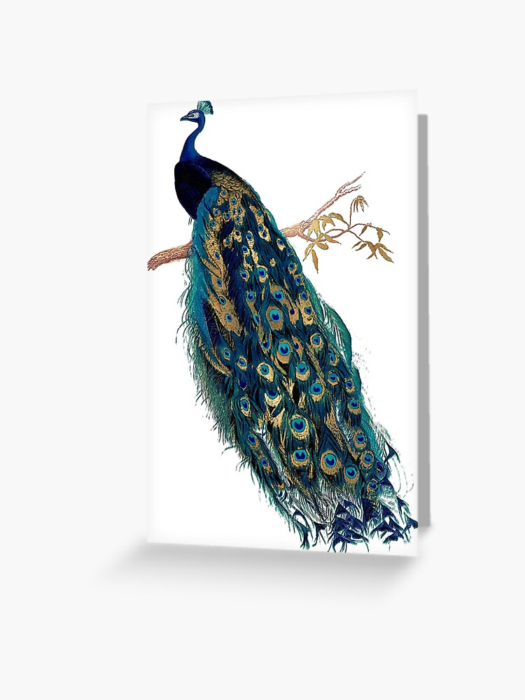 Vintage Peacock Greeting Card By Pixdezines Redbubble