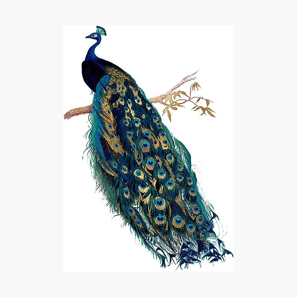 Vintage Peacock Photographic Print