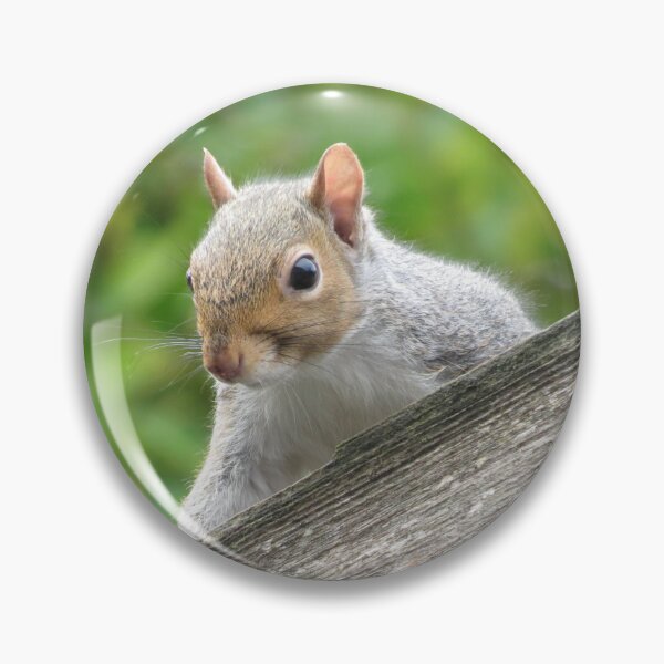 Item preview, Curious Squirrel Portrait: Nature's Charm designed and sold by Astute-Artio-Photography.