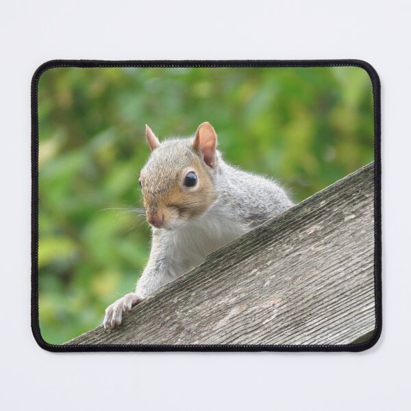Item preview, Curious Squirrel Portrait: Nature's Charm designed and sold by Astute-Artio-Photography.