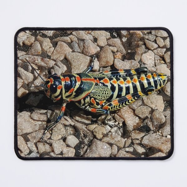 Item preview, Rainbow Grasshopper — Colorful Desert Insect Macro Photography designed and sold by RavinEnd.