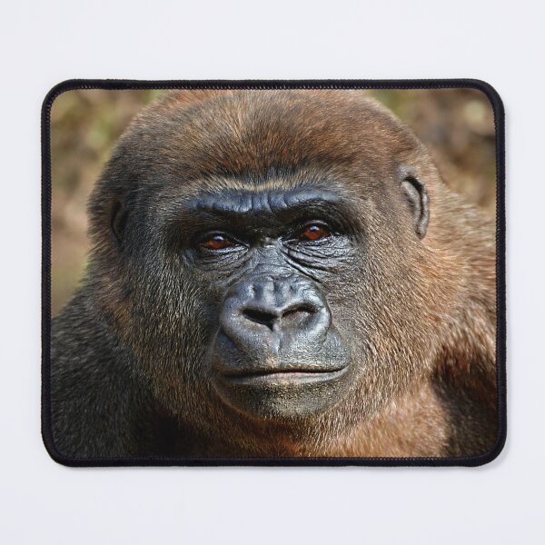 Item preview, Thoughtful Gorilla in Natural Habitat designed and sold by Savannah Gibbs.