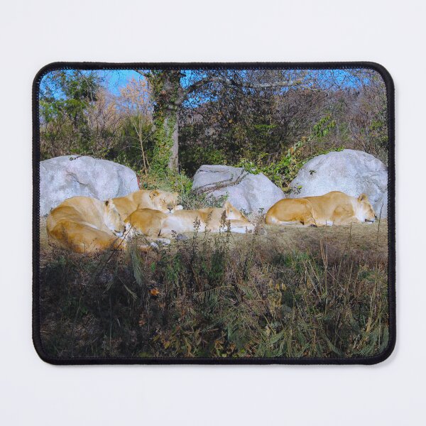 Item preview, Sleeping Lions designed and sold by Creek Nymph Photography.