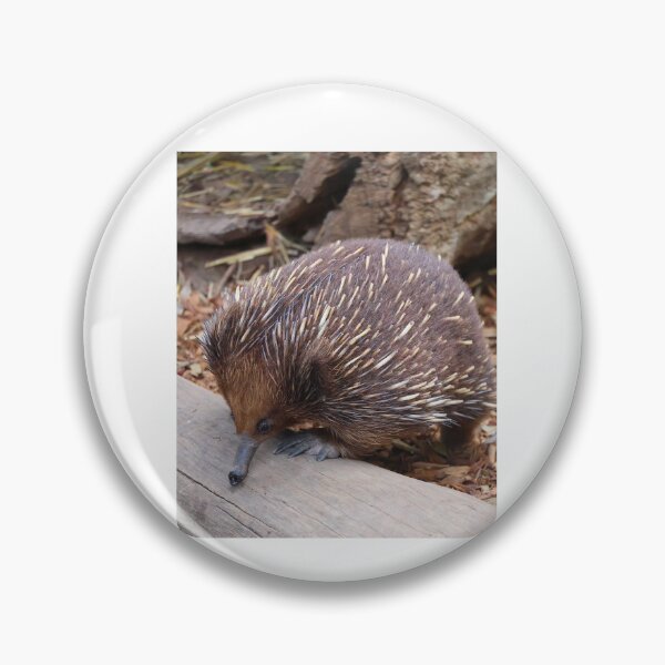 Item preview, Echidna designed and sold by daverach1.