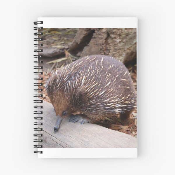Item preview, Echidna designed and sold by daverach1.