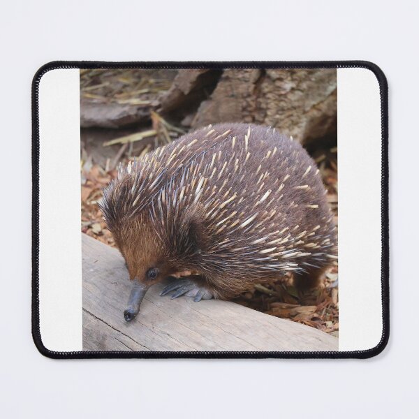 Item preview, Echidna designed and sold by daverach1.