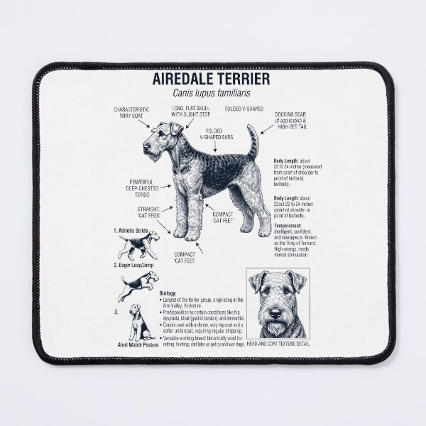 Item preview, Airedale Terrier Scientific Anatomy Biology Dog Lover designed and sold by dian-rody-crest.