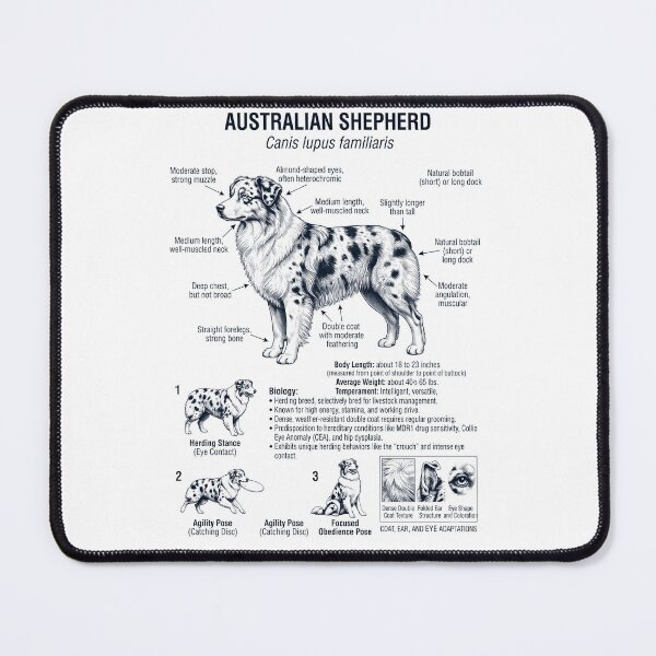Item preview, Australian Shepherd Scientific Anatomy Biology Dog Lover designed and sold by dian-rody-crest.