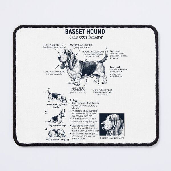 Item preview, Basset Hound Scientific Anatomy Biology Dog Lover designed and sold by dian-rody-crest.