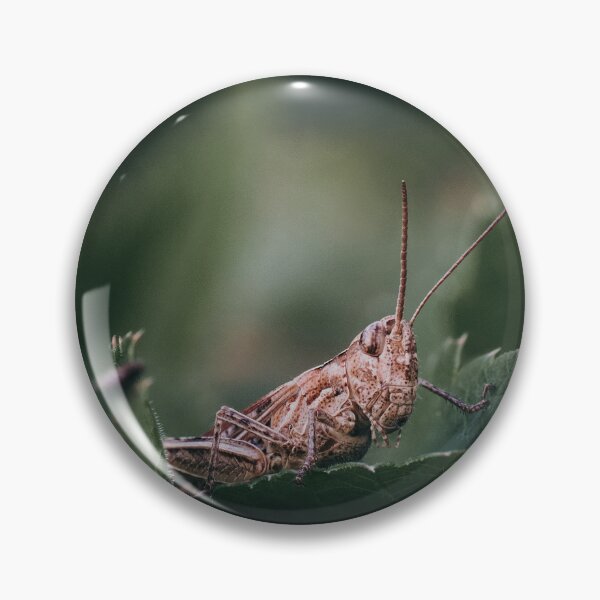 Item preview, Brown Grasshopper Resting On Green Leaf Close Up designed and sold by Guthries.