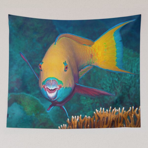 Item preview, Colorful Parrotfish * Close-up Underwater Photography |  designed and sold by Photo & Design Ute Niemann.