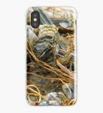 Zebra Mussels iPhone Case
