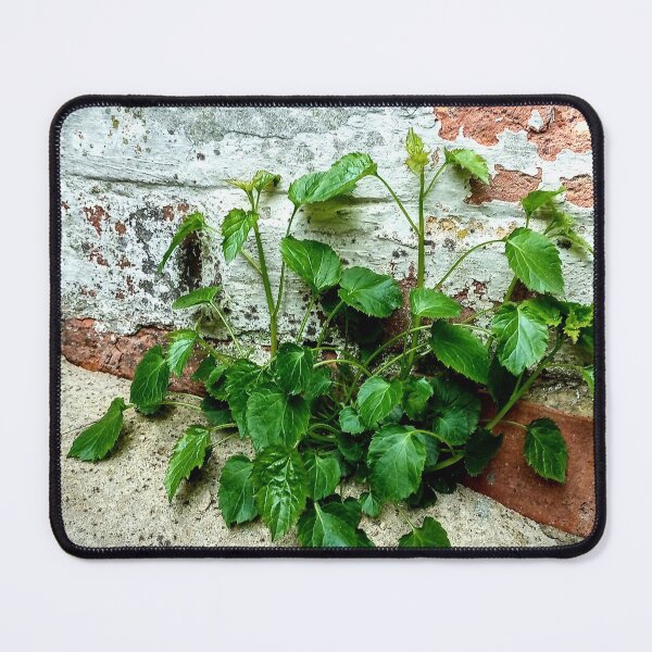 Item preview, Nature Will Always Find a Way designed and sold by Murph's Images.