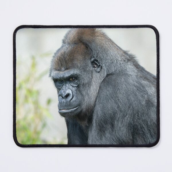 Item preview, Gaze of a Formidable Gorilla Queen designed and sold by rawshutterbug.