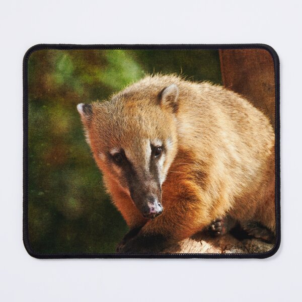 Item preview, Ring Tailed Coati designed and sold by Terri Waters Photography & Design.
