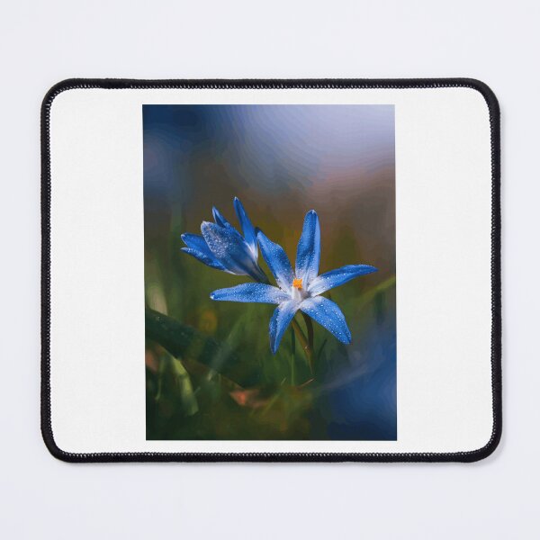 Item preview, Flor de estrella azul con gotas de rocío designed and sold by Roamgrain Photos.