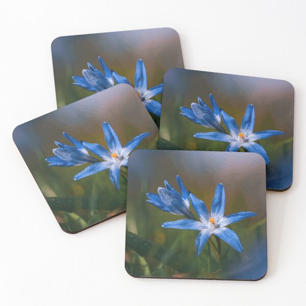 Item preview, Blue Star Flower with Dew Drops designed and sold by Roamgrain Photos.