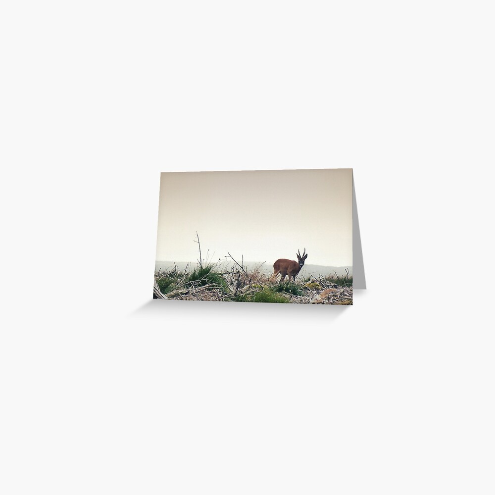 Deer in the Scottish Wilderness Greeting Card