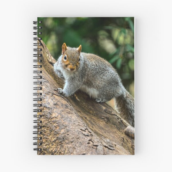 Item preview, Inquisitive Grey Squirrel in Cardiff designed and sold by VnGphoto.