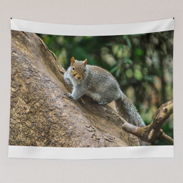 Item preview, Inquisitive Grey Squirrel in Cardiff designed and sold by VnGphoto.