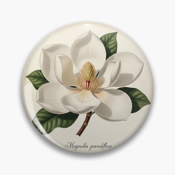 Artikelvorschau, Botanische Illustration einer Magnolie im Vintage-Stil – Kunstdruck mit weißer Blüte entworfen und verkauft von BloomandGrace.