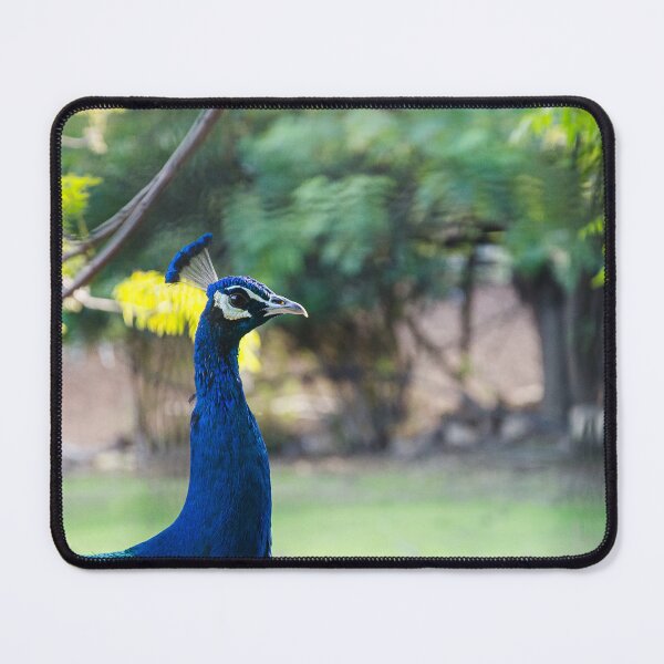 Item preview, Vibrant Blue Peacock Portrait - Elegant Wildlife Photography designed and sold by BeyaDh.