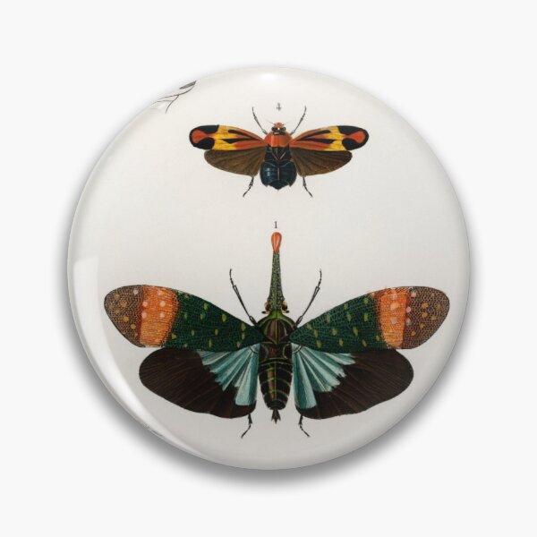 Item preview, Collection of beetles illustrated by Charles Dessalines D' Orbigny (1806-1876) designed and sold by AngyDesigns49.