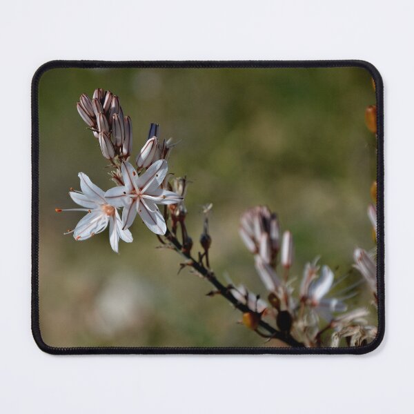 Item preview, Delicate Asphodel Wildflower - Mediterranean Botanical Macro designed and sold by BeyaDh.
