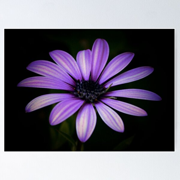 Item preview, Purple Delight designed and sold by Sean Jansen.