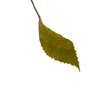 Artwork thumbnail, Dry Fall by PoojasGlam