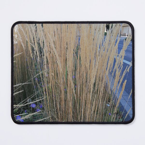 Item preview, Golden Ornamental Grass Along City Street designed and sold by PhuongVoArt.