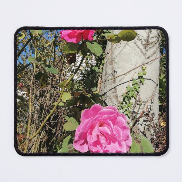 Item preview, Pink Roses Blooming In Sunny Garden designed and sold by PhuongVoArt.