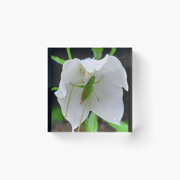 Item preview, Sheltering From the Rain designed and sold by Christopher Guilkey Photography .