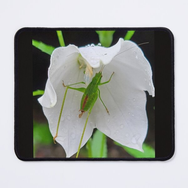 Item preview, Sheltering From the Rain designed and sold by Christopher Guilkey Photography .