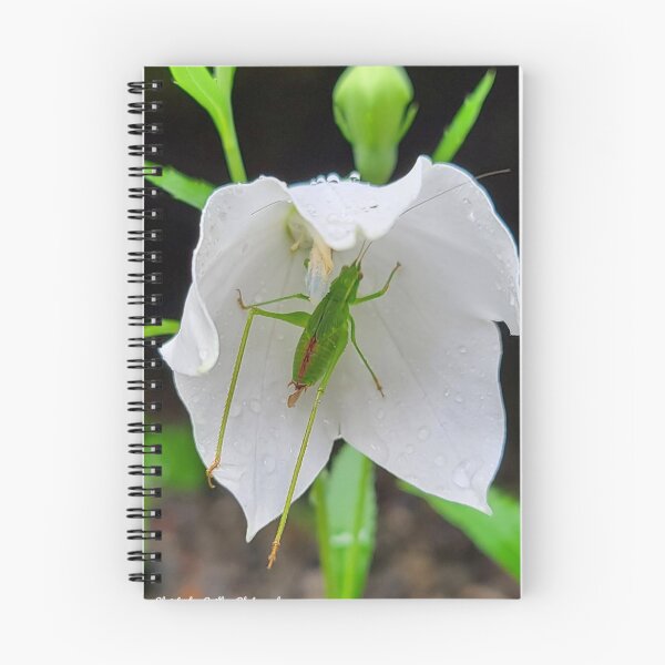 Item preview, Sheltering From the Rain designed and sold by Christopher Guilkey Photography .