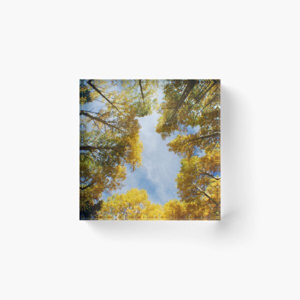 Item preview, Circle of Aspens designed and sold by Photos By Michel.
