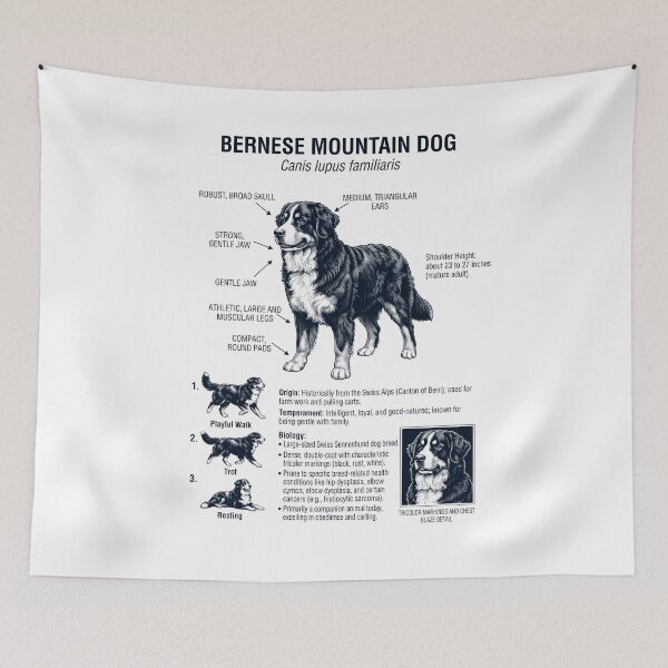 Aperçu de l'œuvre Anatomie scientifique et biologie du Bouvier bernois, amoureux des chiens créée et vendue par dian-rody-crest.
