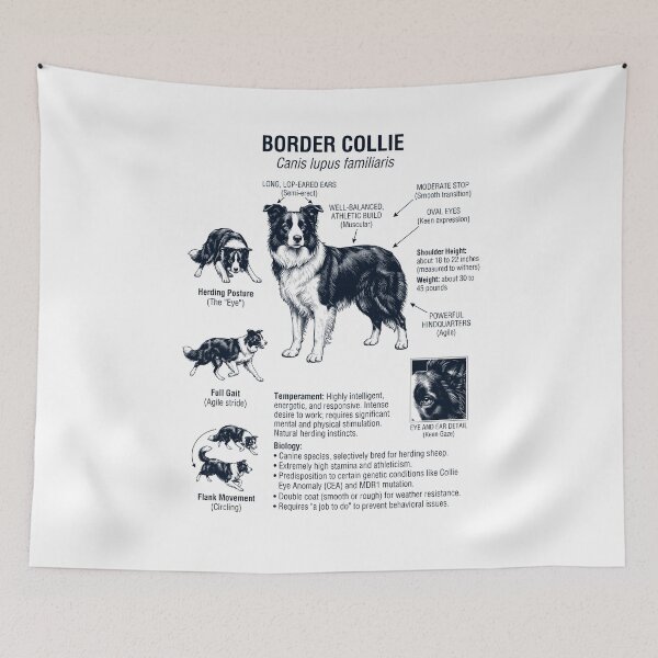 Item preview, Border Collie Scientific Anatomy Biology Dog Lover designed and sold by dian-rody-crest.