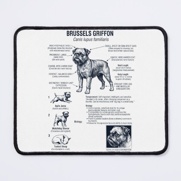 Item preview, Brussels Griffon Scientific Anatomy Biology Dog Lover designed and sold by dian-rody-crest.