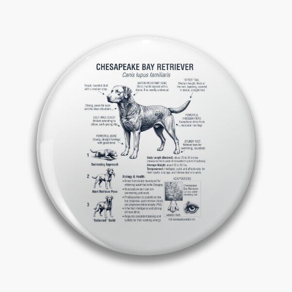 Item preview, Chesapeake Bay Retriever Scientific Anatomy Biology Dog Lover designed and sold by dian-rody-crest.