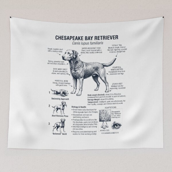 Item preview, Amante de los perros: Anatomía científica y biología del Chesapeake Bay Retriever. designed and sold by dian-rody-crest.