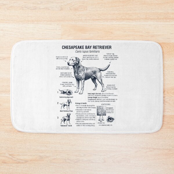Item preview, Chesapeake Bay Retriever Scientific Anatomy Biology Dog Lover designed and sold by dian-rody-crest.