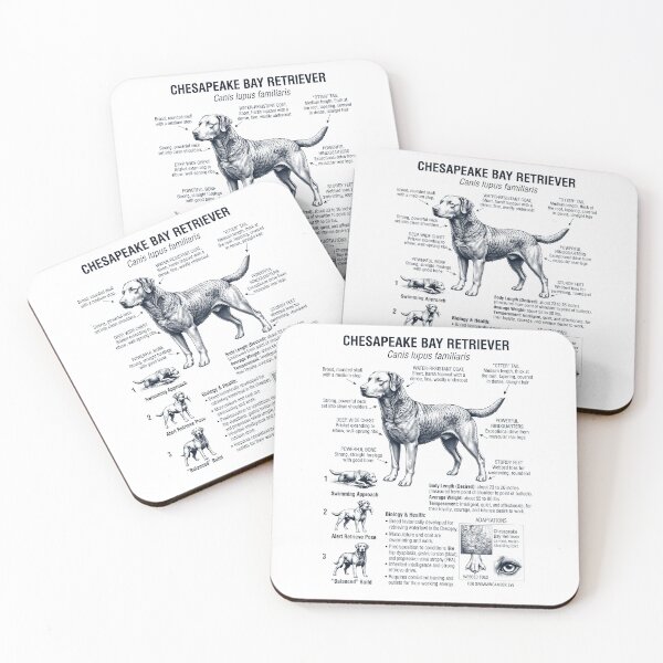 Item preview, Chesapeake Bay Retriever Scientific Anatomy Biology Dog Lover designed and sold by dian-rody-crest.