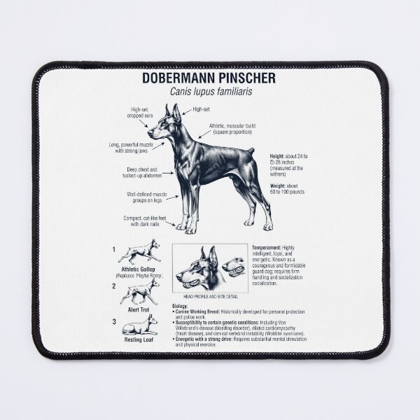 Artikelvorschau, Dobermann Pinscher – Wissenschaftliche Anatomie, Biologie, Hundeliebhaber entworfen und verkauft von dian-rody-crest.
