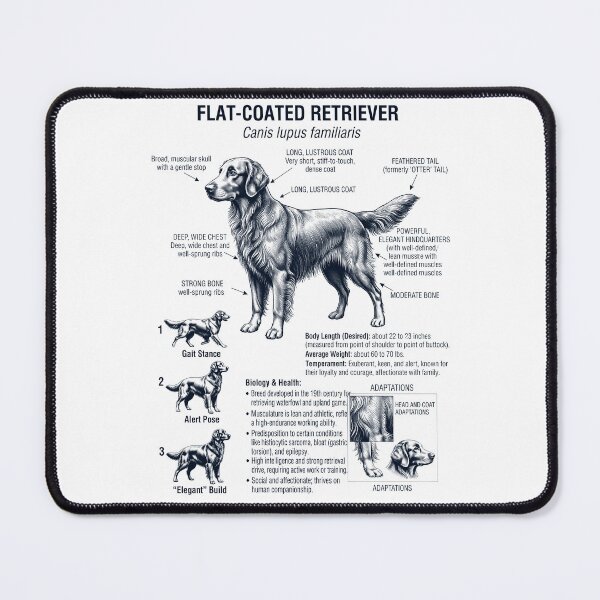 Item preview, Flat Coated Retriever Scientific Anatomy Biology Dog Lover designed and sold by dian-rody-crest.
