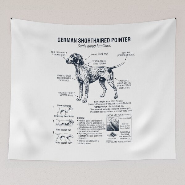 Item preview, German Shorthaired Pointer Scientific Anatomy Biology Dog Lover designed and sold by dian-rody-crest.