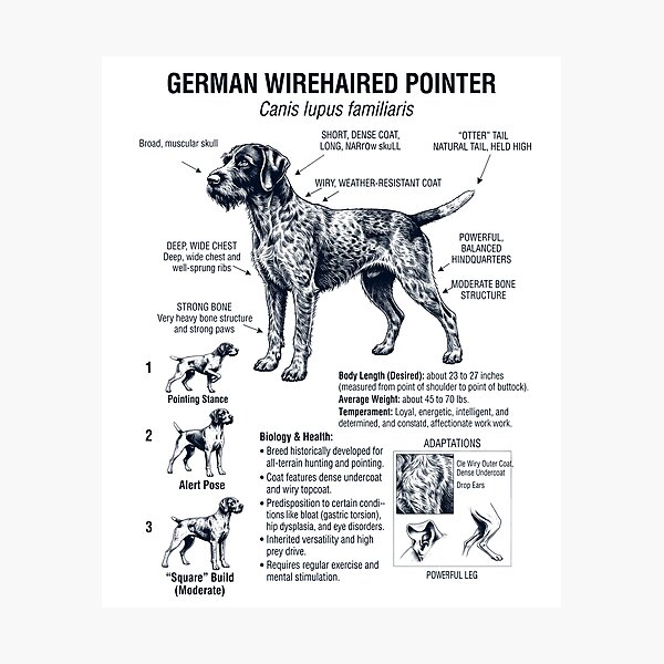 Item preview, German Wirehaired Pointer Scientific Anatomy Biology Dog Lover designed and sold by dian-rody-crest.