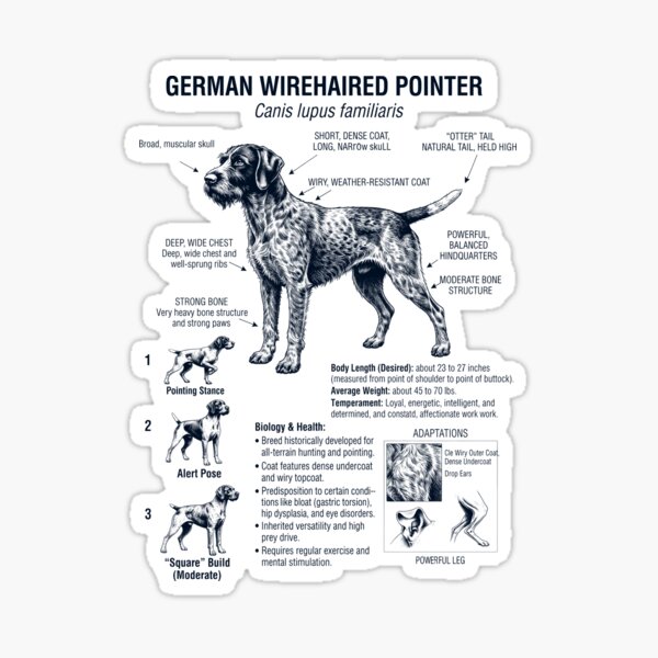Item preview, German Wirehaired Pointer Scientific Anatomy Biology Dog Lover designed and sold by dian-rody-crest.