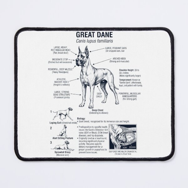 Item preview, Great Dane Scientific Anatomy Biology Dog Lover designed and sold by dian-rody-crest.